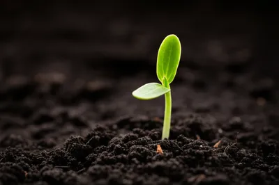 Illustration incipient