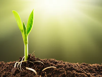 Illustration commence - Image 1