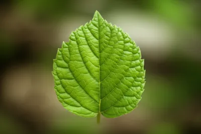 Illustration double - Image 1