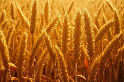 Illustration bristled - Image 1