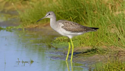 Illustration greenshank