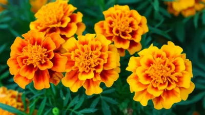 Illustration tagetes - Image 1