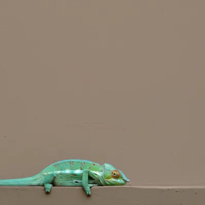 Illustration flatter - Image 1