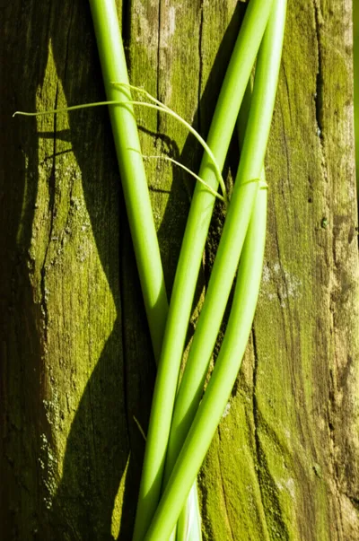 Illustration twine - Image 1