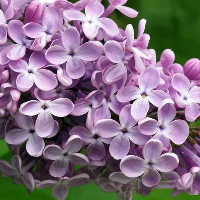 Illustration lilacs - Image 1