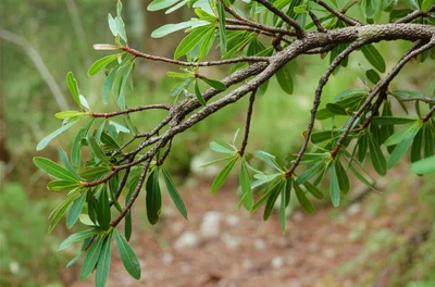 Illustration horizontal - Image 1