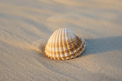 Illustration whelk - Image 1