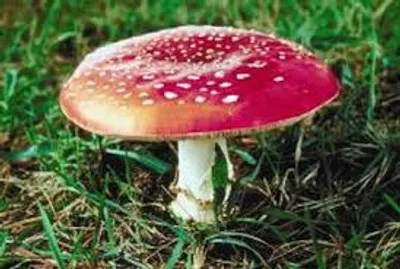 Illustration toadstool - Image 2