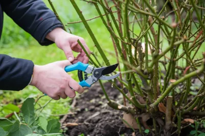 Illustration shred - Image 1