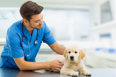 Illustration pt - Image 1