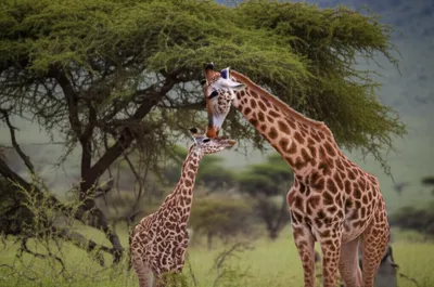 Illustration offspring - Image 1