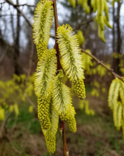 Illustration catkin - Image 1