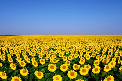 Illustration abound - Image 1