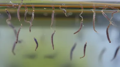 Illustration wriggler - Image 1