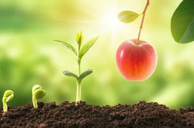 Illustration ages - Image 1