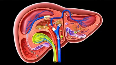 Illustration liver