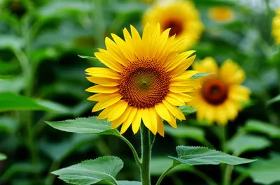 Illustration sole - Image 1