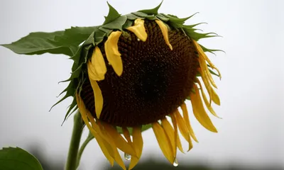 Illustration dull - Image 1