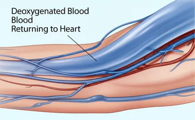 Illustration venous - Image 1