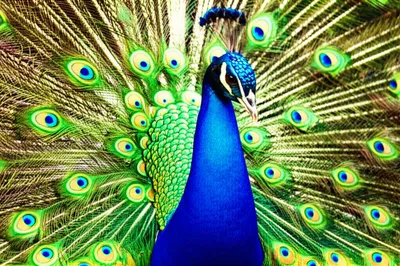 Illustration flamboyant - Image 1