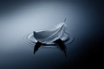 Illustration softer - Image 1