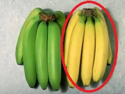 Illustration ripe - Image 2