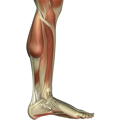 Illustration foot - Image 1