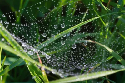 Illustration dew - Image 1