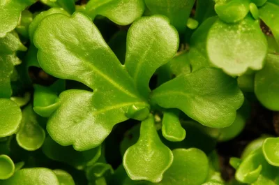 Illustration lobules - Image 1