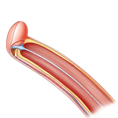 Illustration prepuce - Image 1