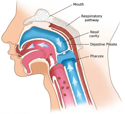 Illustration pharynx - Image 1