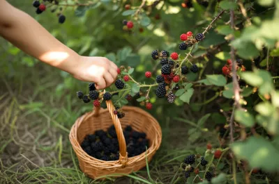 Illustration blackberries - Image 1