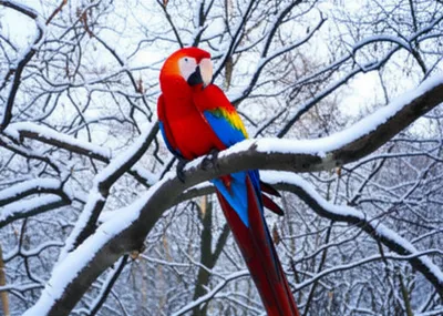 Illustration exotic - Image 1