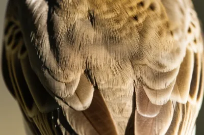 Illustration mantle - Image 1