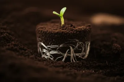 Illustration heals - Image 1