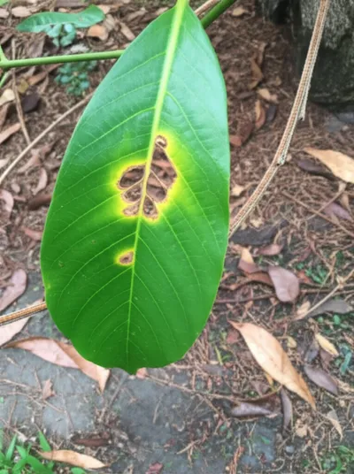 Illustration shanked - Image 1