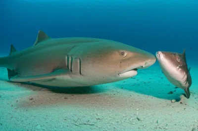 Illustration nurse - Image 1