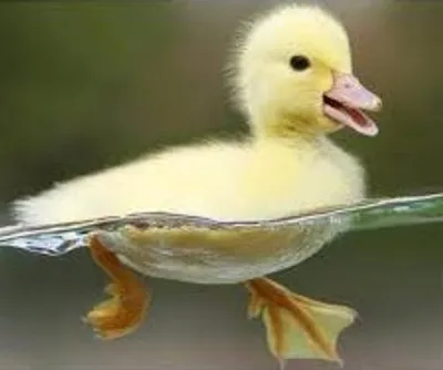 Illustration duckling - Image 2