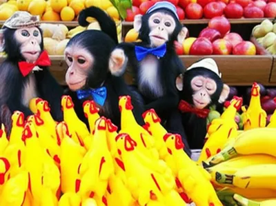 Illustration capers - Image 1