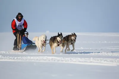 Illustration musher - Image 1