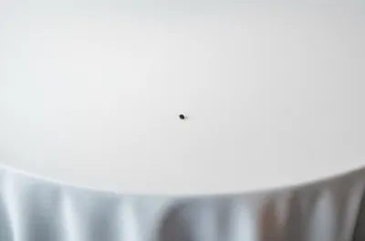 Illustration meals - Image 1