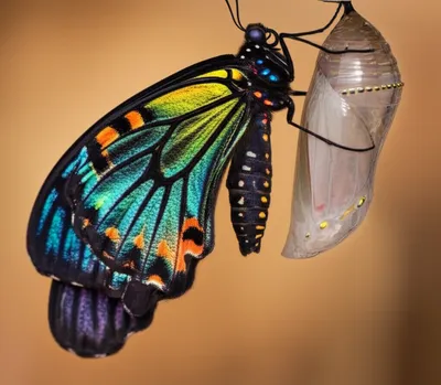 Illustration theca - Image 1