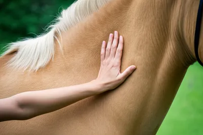 Illustration palms - Image 1