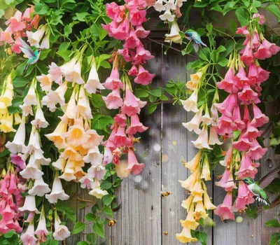 Illustration honeysuckles