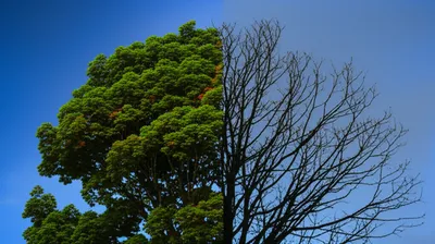 Illustration lessening - Image 1