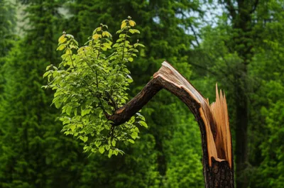 Illustration stigmatic - Image 1