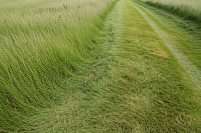 Illustration barbed - Image 1