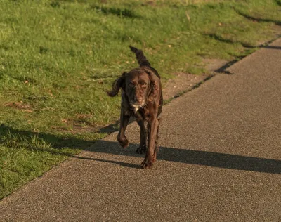 Illustration scampered - Image 2