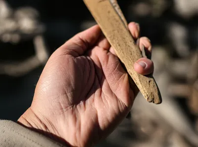 Illustration calluses - Image 1