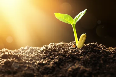 Illustration initialization - Image 1